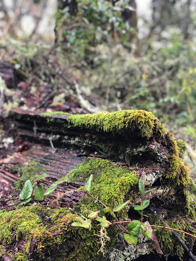 Olema Valley Trail - Thumbnail