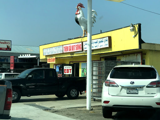 Baladi Poultry - Thumbnail