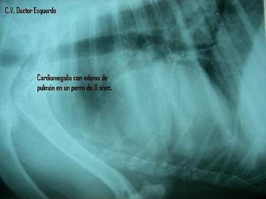 Veterinarian Doctor Esquerdo Center - Thumbnail