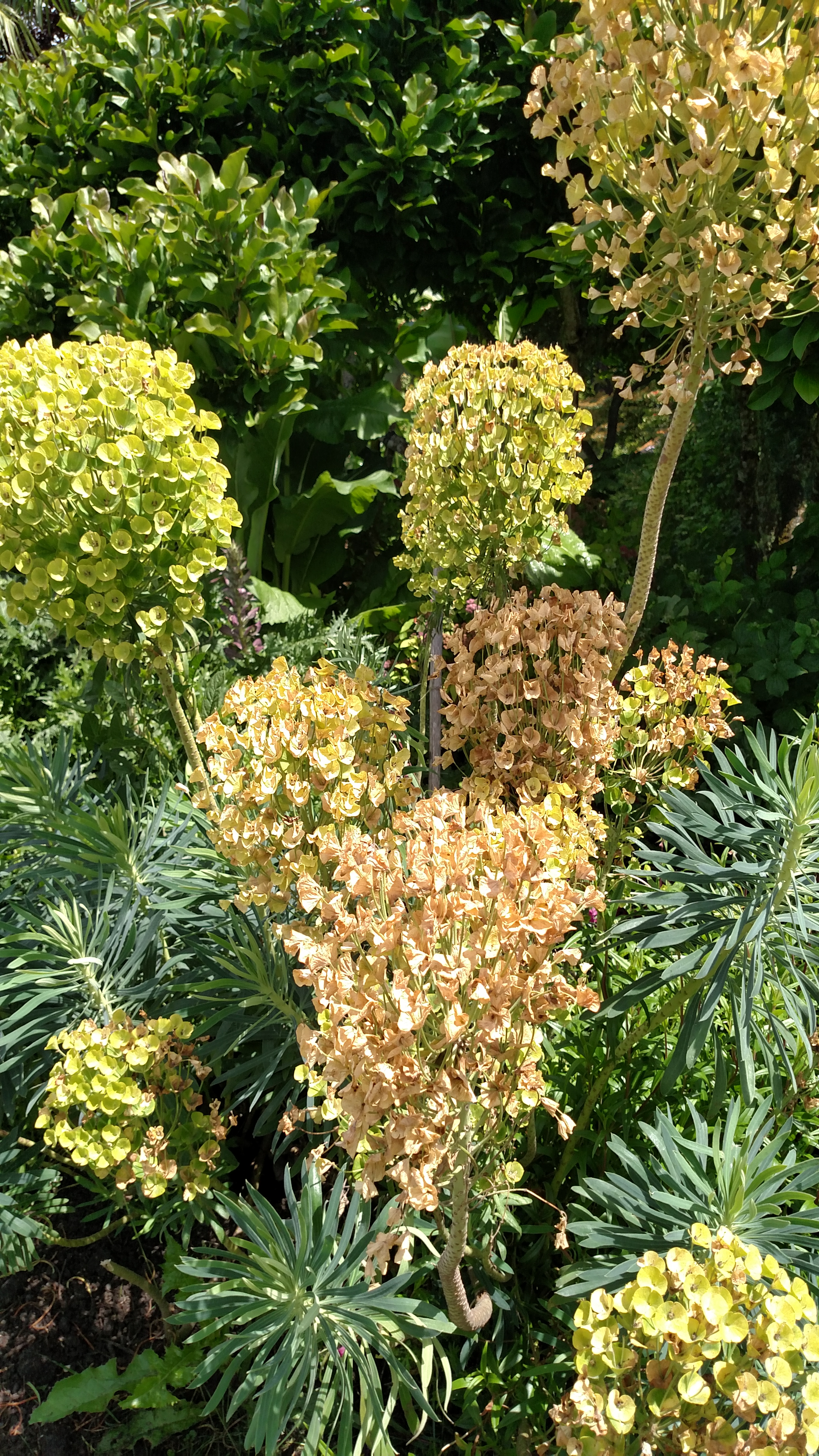 Joy Creek Nursery