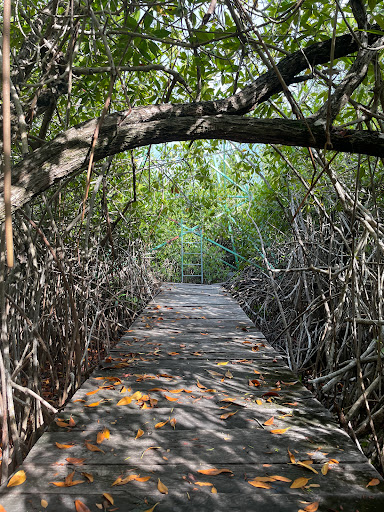 Jardín Botanico Dr. Alfredo Barrera Marín - Thumbnail