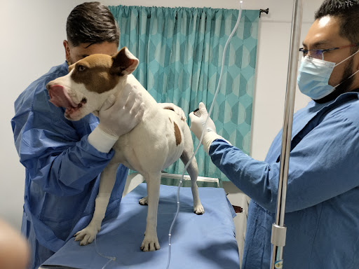 Hospital Veterinario de Especialidades Novapet