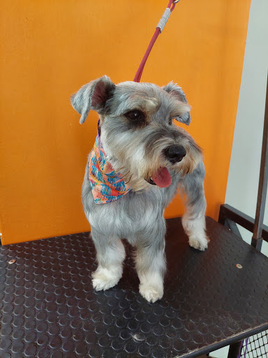 PET HOUSE Acuario, Grooming Y Accesorios