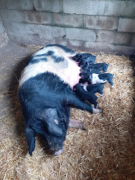 Photo n°8 de Charcuterie Di Petra à Monte (Charcuterie)