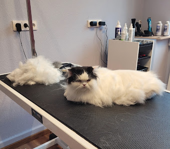 Hauskatze