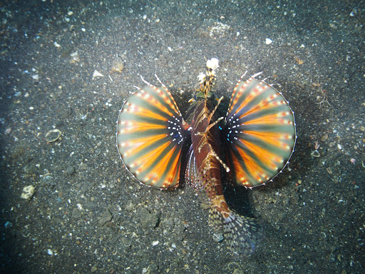 Devocean Dive - Thumbnail