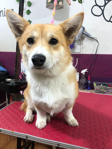 Yuri Guerrero Estilista Canino (Barber Dogs)