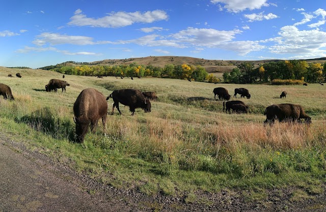 Custer State Park