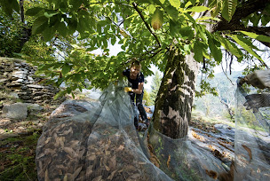 Photo n°16 de Saveurs du Castanet à Le Collet-de-Dèze (Ferme bio)