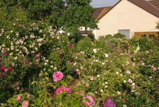 Rosenpark Wallenrod