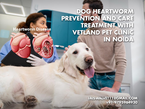 Dog Heartworm Prevention and Care Treatment with Vetland Pet Clinic in Noida post image