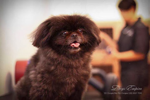Dogs Empire Grooming Service - Thumbnail