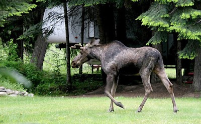 Lost Moose Campground