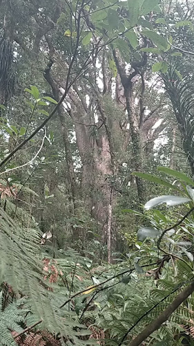 Trounson Kauri Park Phone number