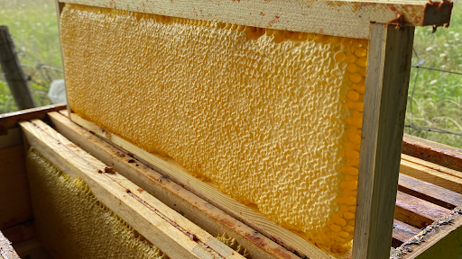 Photo de Miellerie de La Ragotière à Rouillé (86480)