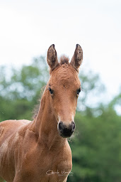 Photo n°13 de Haras du Berry à La Motte-Feuilly (Haras)