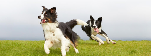 OSCAR Pet Foods Crowthorne