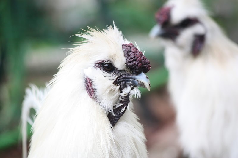 芦屋養鶏場(あしやエッグファーム)