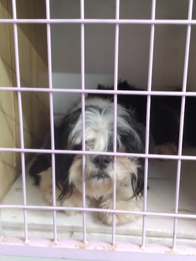 Tail Waggers Dog Grooming Gallery - United States