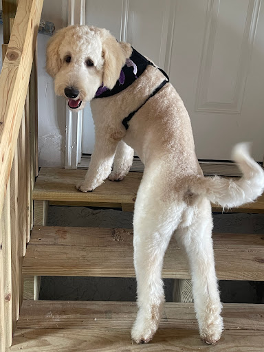 The Spotted Pup , Dog Grooming - Thumbnail
