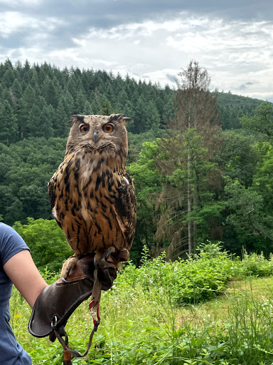 Greifvogelpark Saarburg - Thumbnail