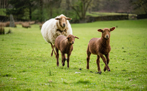 Crookabeck Farm Shop Gallery - United Kingdom