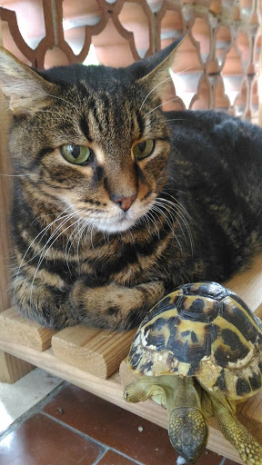 Ambulatorio Veterinario Il Gignoro Gallery - Italy
