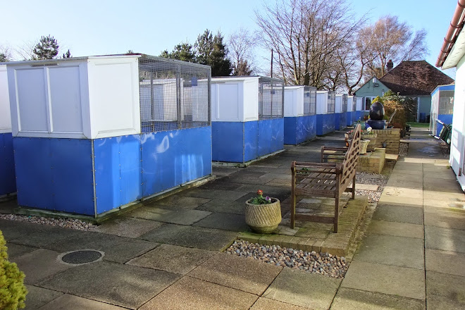 Visit Rhodes Minnis Cat Sanctuary On Your Trip To Stelling Minnis