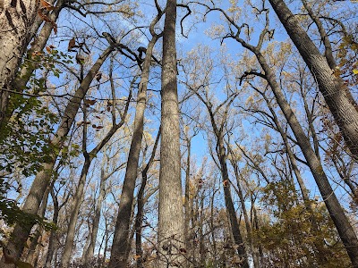 Belt Woods Natural Environment Area