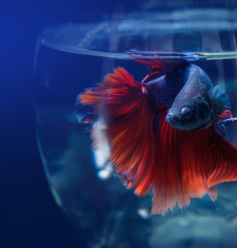 Awesome Aquatics - Visual