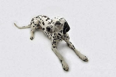 veterinary-care