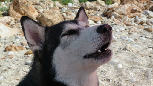 Peluquería Canina Los Amigos de Dexter