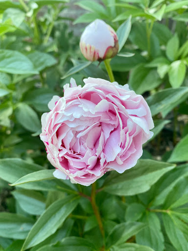 Nowadays Flowers - Thumbnail