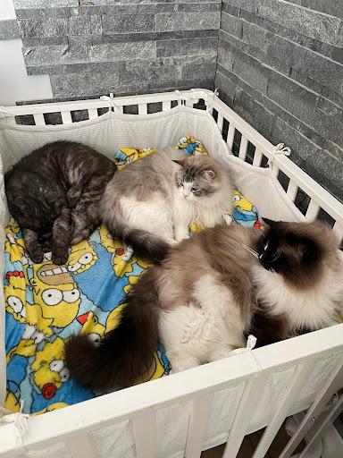 Santoria Veterinary Clinic Lézarde