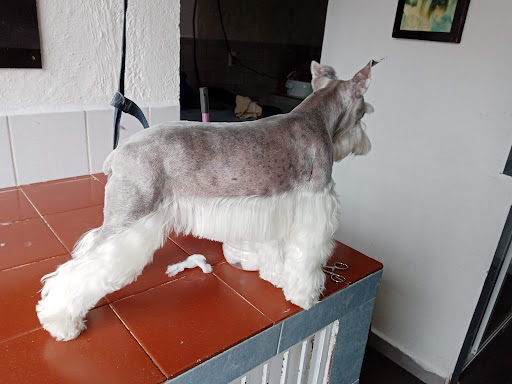 Clinica Veterinaria MEDICAN Dr. Carlos Cervantes