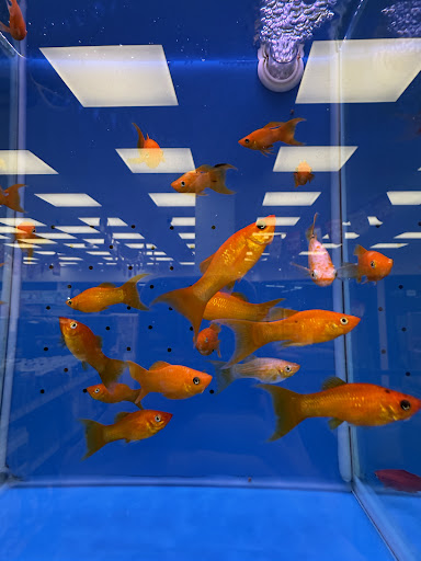 [水族星球（寵物公園 嘉義友愛店內）｜魚缸造景｜魚缸訂製｜魚池過濾系統｜嘉義水族館推薦｜ 水族店的外部或內部照片]