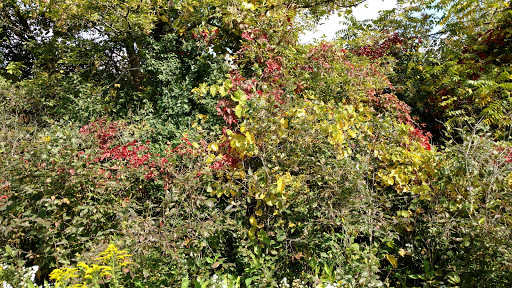 Gleneagle Park - Thumbnail
