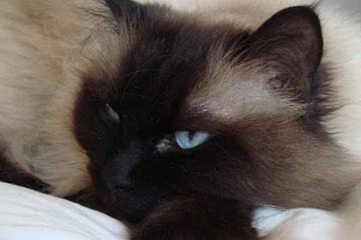 Dyrehospitalet 9000 ApS