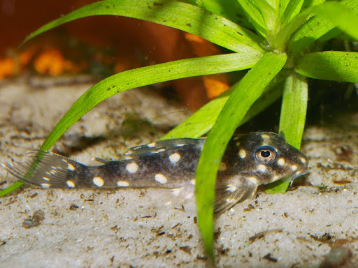 Photo de Oscar-le-poisson