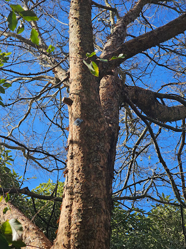 Barnes Tree Services