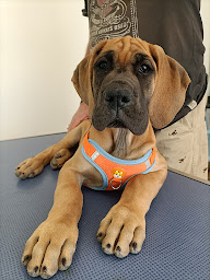 Photo n°11 de Clinique Vétérinaire Mimo'Vet Dr. Caroline Charles et Dr. Gaëlle Thierry à Mandelieu-la-Napoule (Clinique vétérinaire)