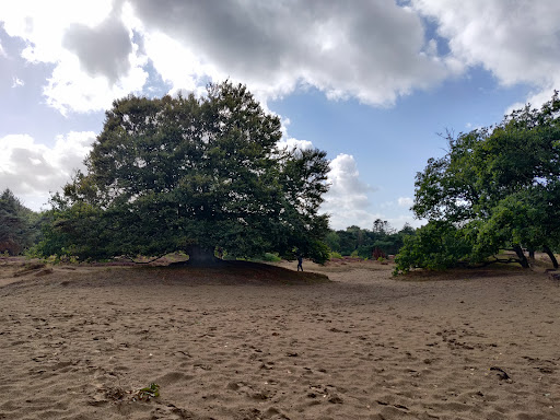 De mooiste boom van Zeegse in Drenthe - Thumbnail