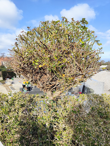 Cimetière d'Hérouville-Saint-Clair - Thumbnail