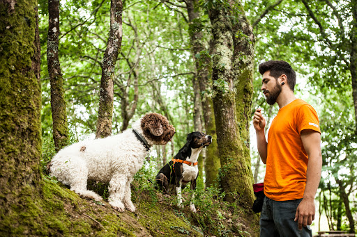 Budadog - Visual