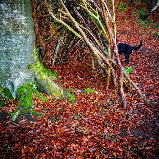 Mountsandel Wood - Thumbnail