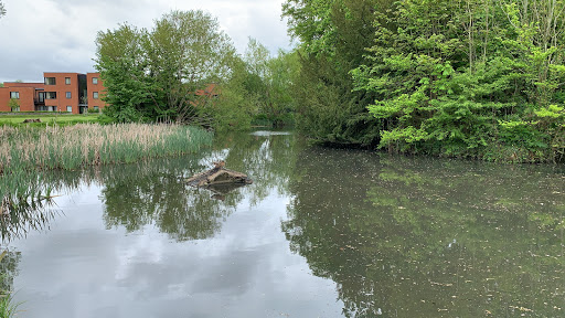 Bellfields Pond - Visual