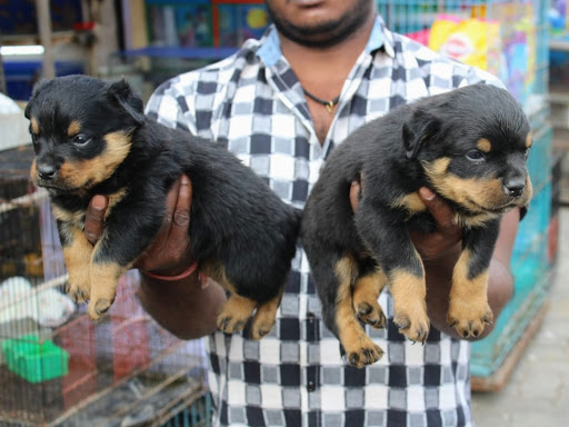 🐕 Rottweiler male female puppy available in indore mp. post image