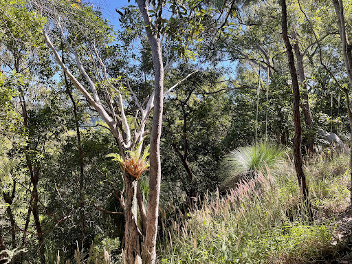Mt Rooper Lookout - Thumbnail