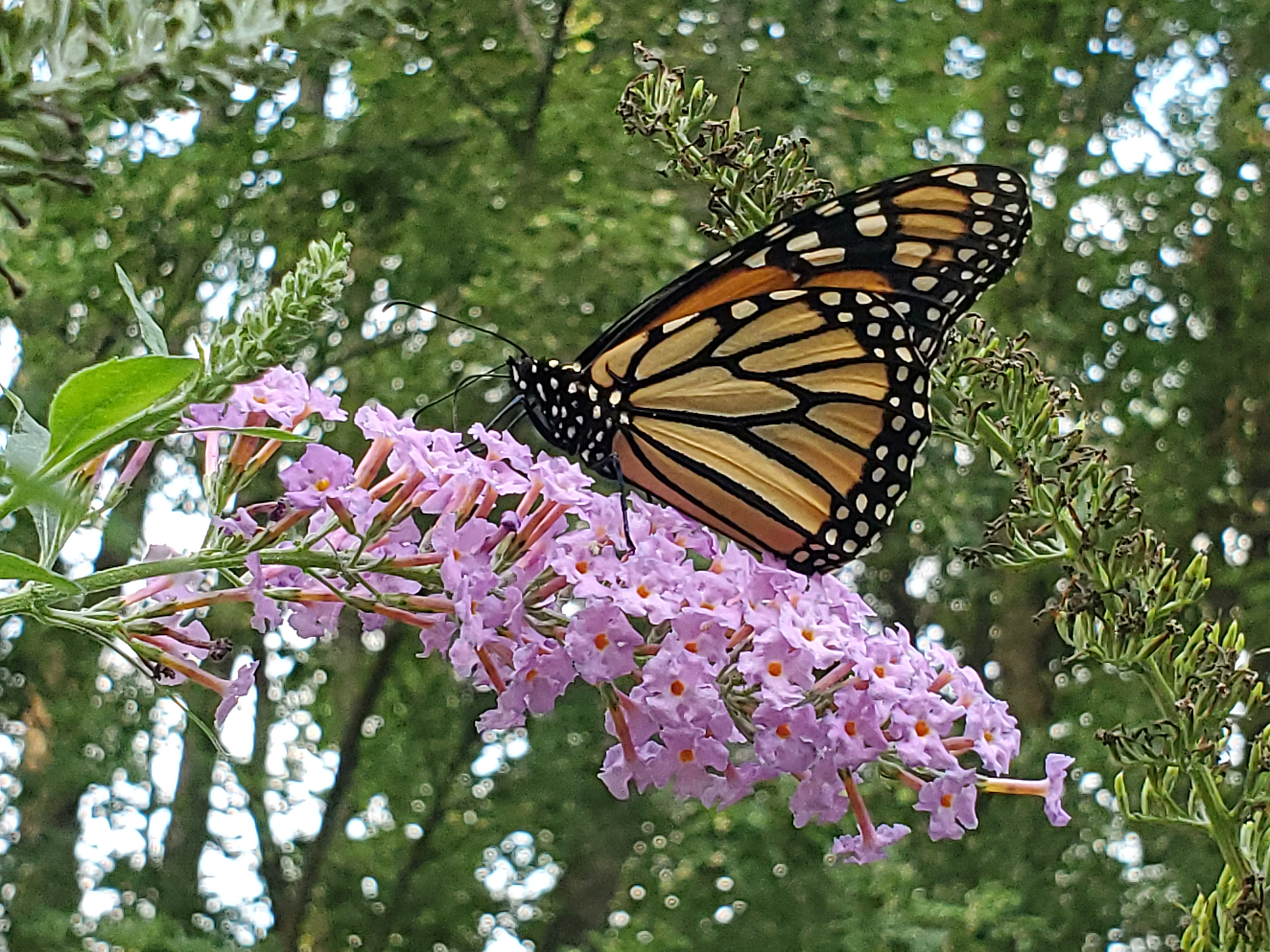 Maria's Butterfly Garden, The Gardens at SIUE