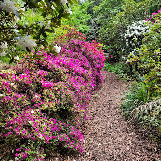 Rhododendrongarten
